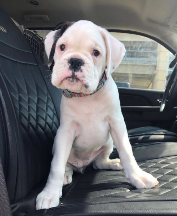 Hank