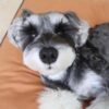 Zeke - Image 4