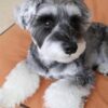 Zeke - Image 3