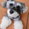Zeke - Image 2