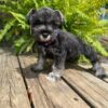 Rufus - Image 3