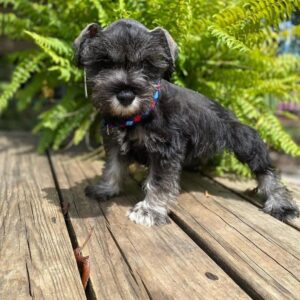 Rufus