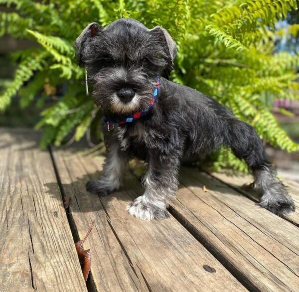 Rufus