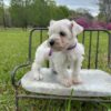Peanut - Image 5