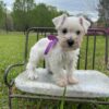 Peanut - Image 4