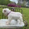 Peanut - Image 3