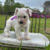 Peanut - Image 2