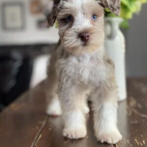 Diesel