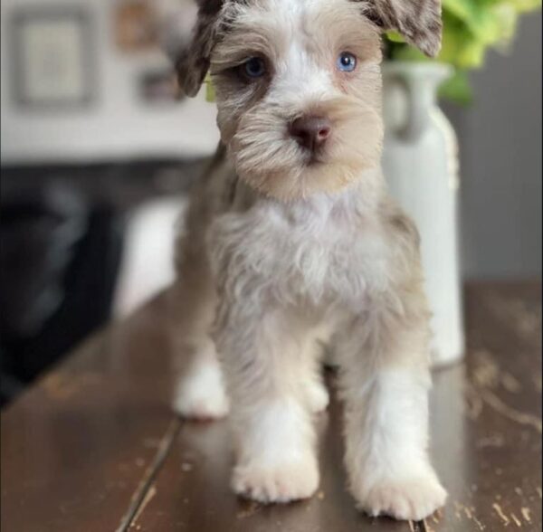Diesel