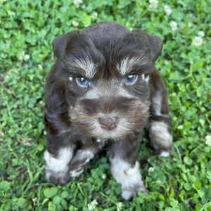 Sable