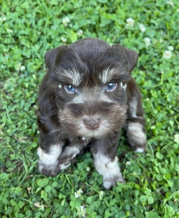 Sable