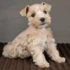 Koda - Image 3