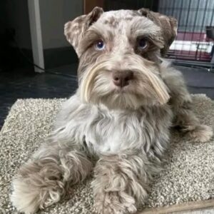 Pip