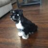 Rocco - Image 4