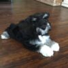 Rocco - Image 3