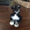 Rocco - Image 2
