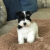 Tilly - Image 3