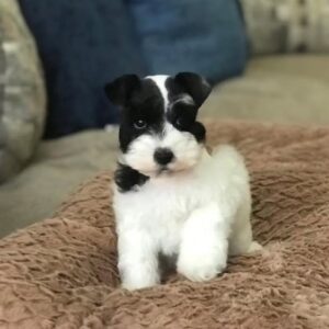 Tilly