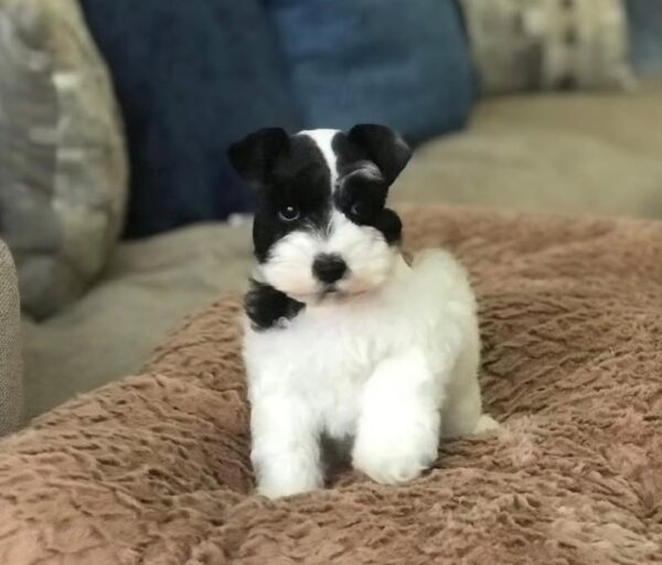 Tilly