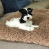 Tilly - Image 2