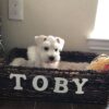 Toby - Image 4