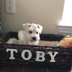 Toby