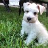 Toby - Image 3