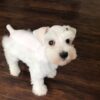 Toby - Image 2