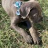 Baxter2 - Image 5