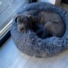 Sparky - Image 4