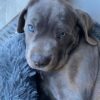 Sparky - Image 3