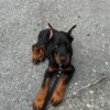 Lyla - Image 2