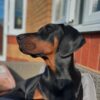 Fiona - Image 3