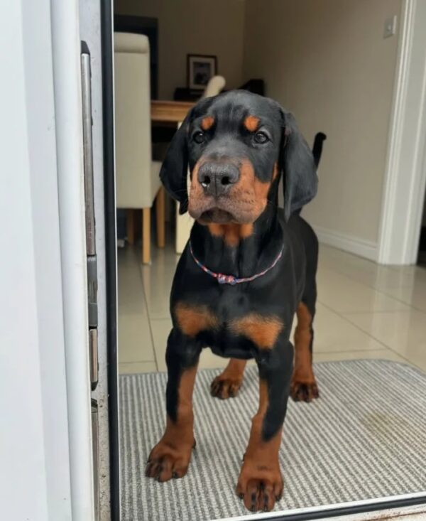 Fiona