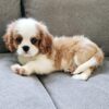 Cloe - Image 4