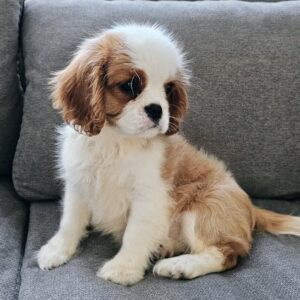 Cloe