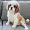 Cloe - Image 2