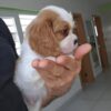 Bo - Image 4