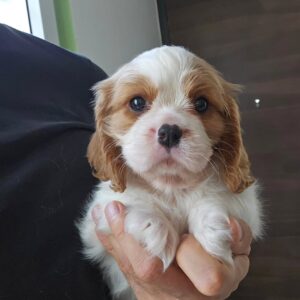 Bo