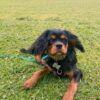 Sammy - Image 4