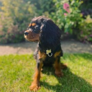 Sammy