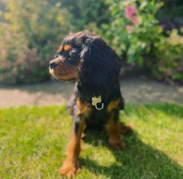 Sammy