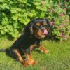 Sammy - Image 2