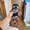 Gizmo - Image 4