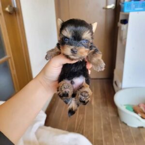 Gizmo