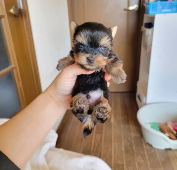 Gizmo