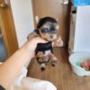 Gizmo - Image 3