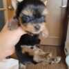 Gizmo - Image 2