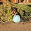 Scout - Image 3