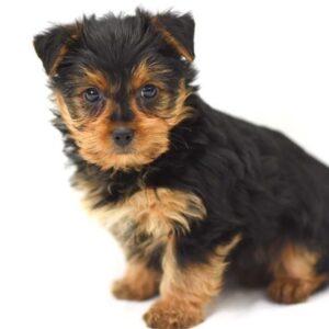 Scout